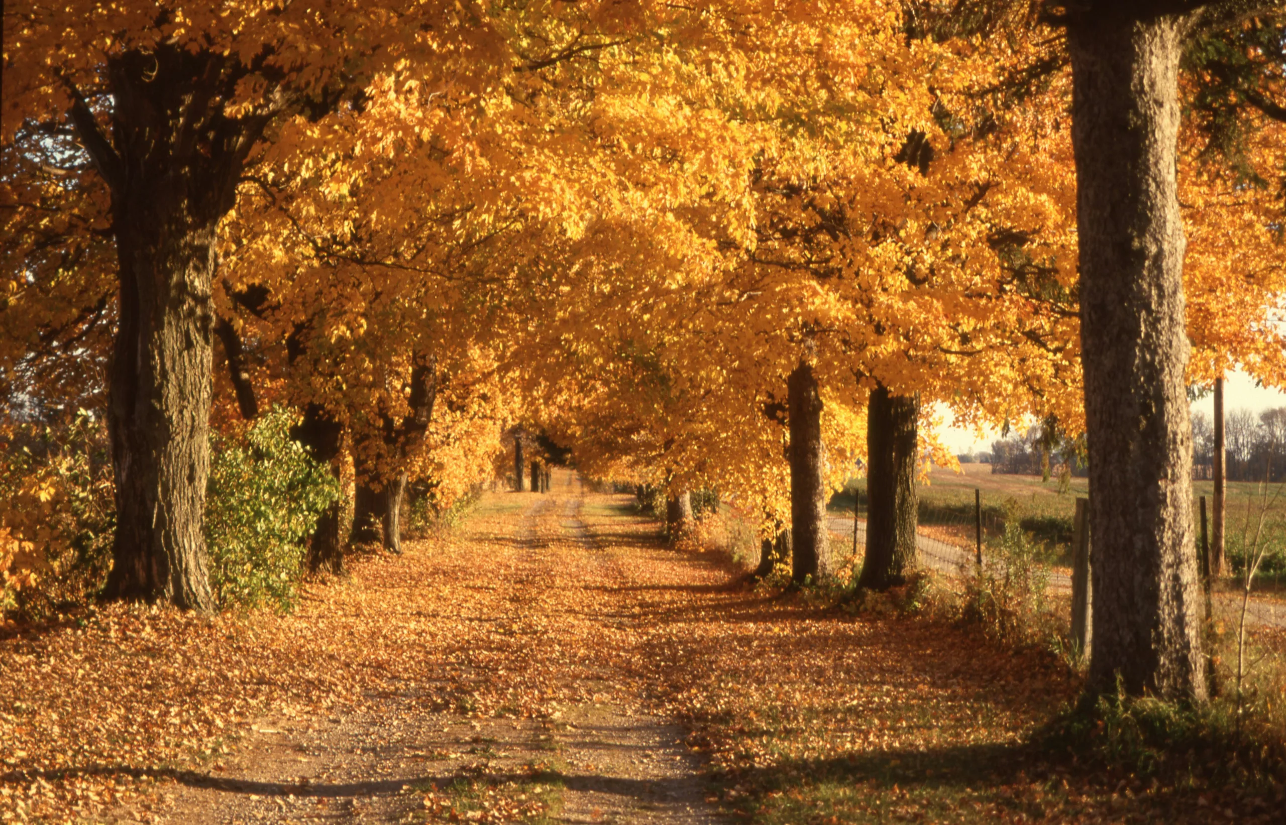 Есенен ритъм